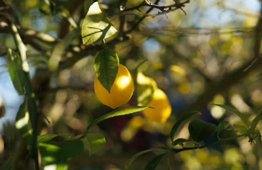 Oli Essenziali Contro i Pidocchi: Rimedi Naturali per il Cuoio Capelluto