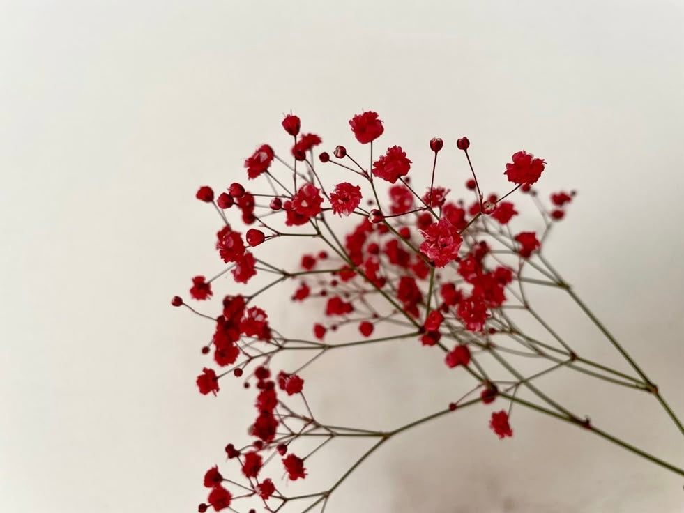 Linea regen di natua