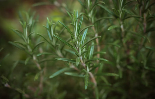 Olio di Rosmarino per Capelli: Una Soluzione Naturale