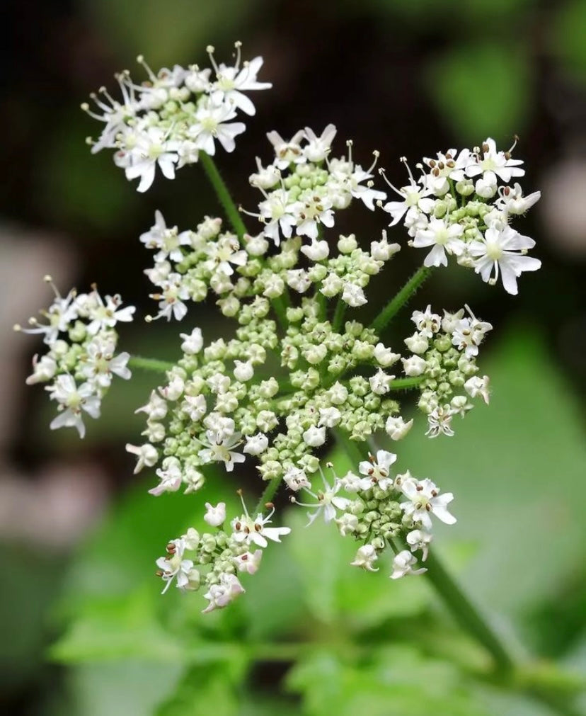 Oli essenziali per capelli: benefici, usi e prodotti consigliati